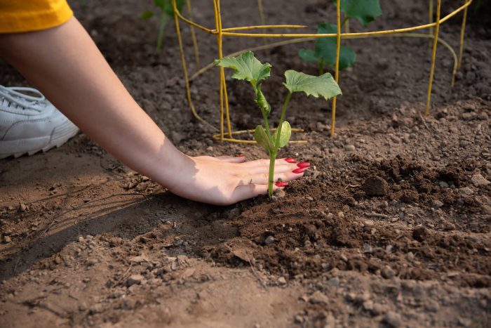 Planting a seedling in the dirt